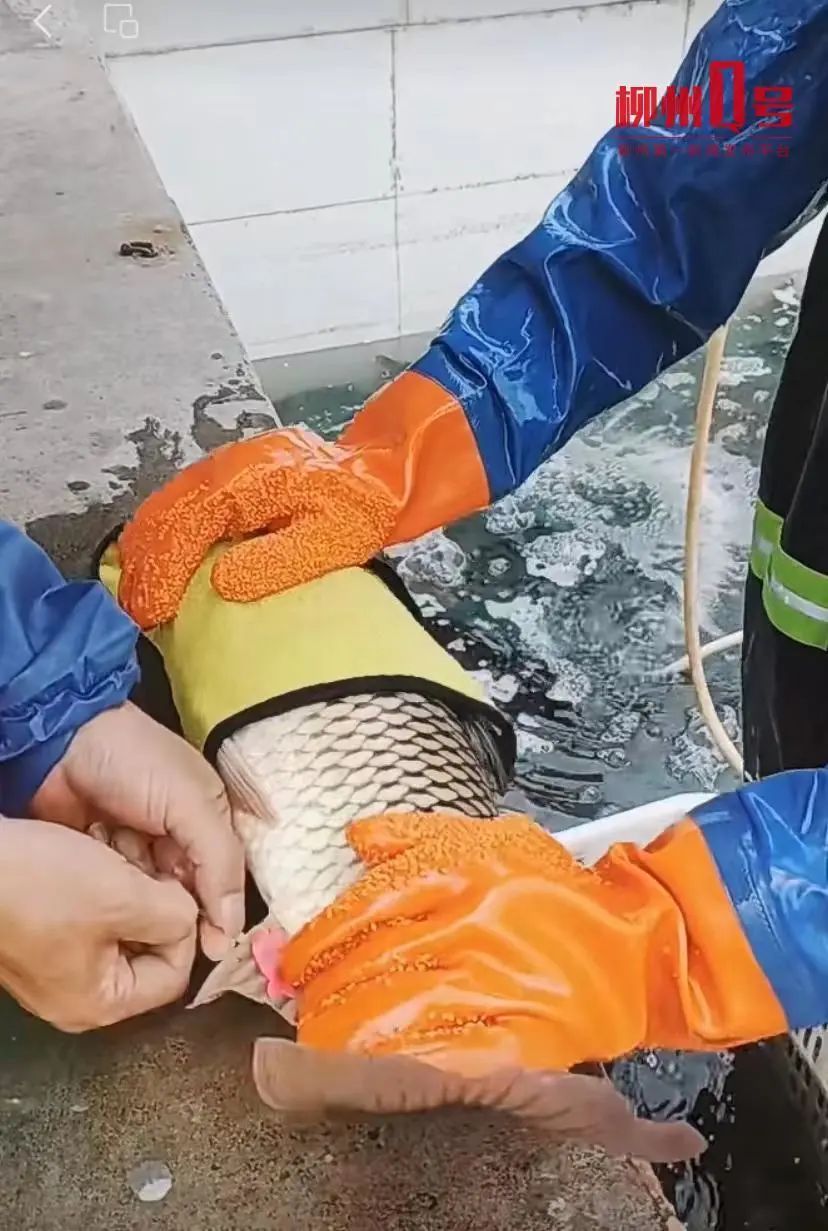 DƬ